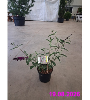 Buddleja dav. 'Nanho Purple' C 2,5 L